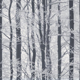 Обои «Frosted Wood Silver»